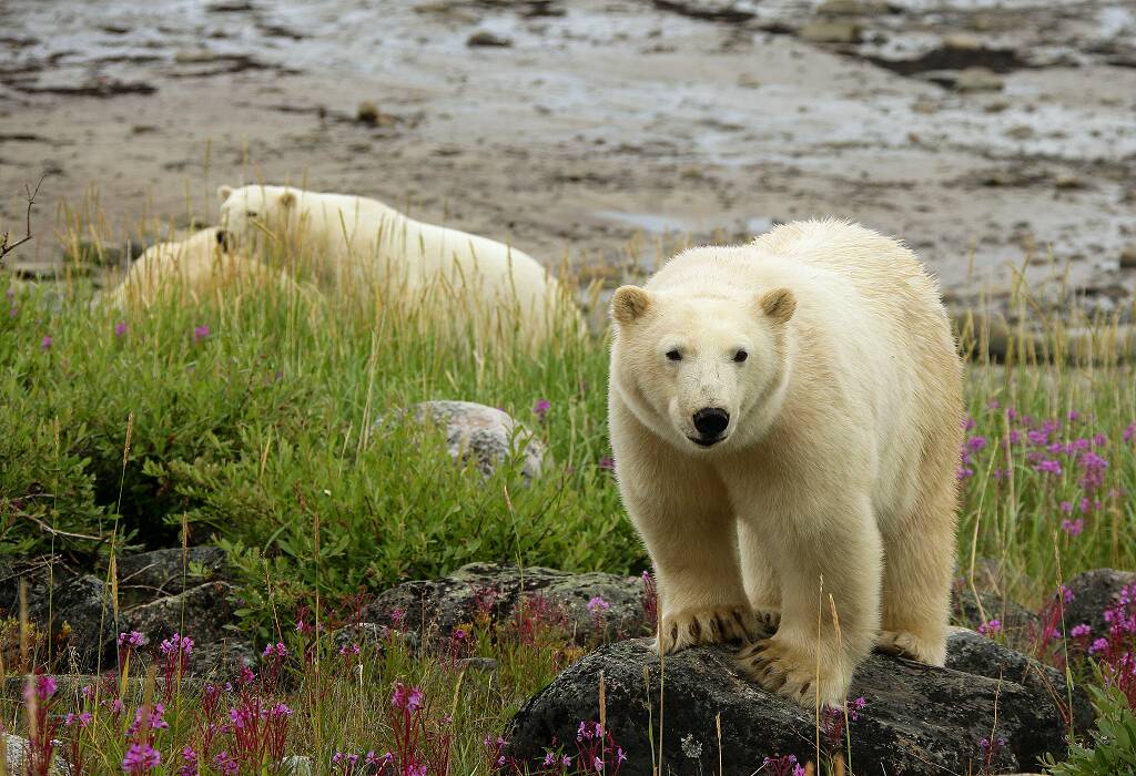 polar bears and beluga whales