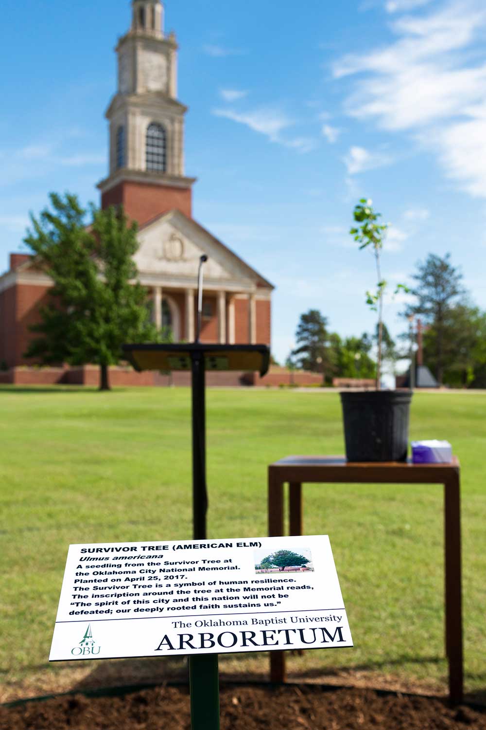 Survivor Tree (American Elm in Oklahoma City)