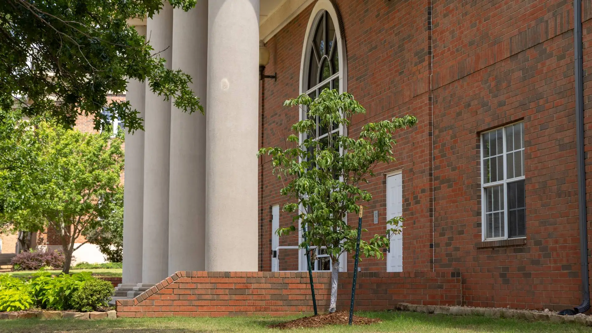 Montgomery Hall Tree